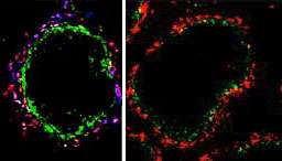 Research identifies cell receptor as target for anti-inflammatory immune response