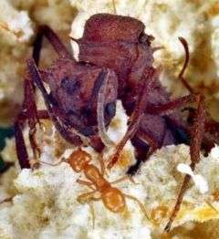 Royal corruption is rife in the ant world