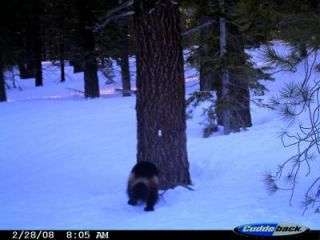 Scientists Believe Photograph Depicts Wolverine in California