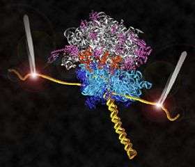 Scientists obtain first direct observations of protein-synthesis mechanism