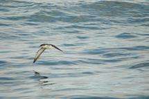 Seabird research tracks ocean health
