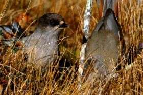 Siberian jays can communicate about behavior of birds of prey