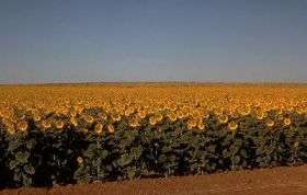 Silicon's effect on sunflowers studied