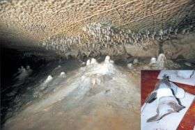Small White Stalagmites Lining Caves in Southwestern Illinois