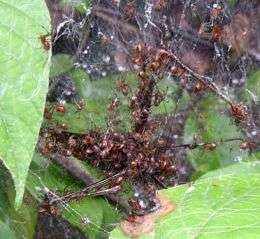 Social Spiders - Huge Prey