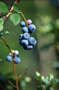 Southern farmers realize profits from highbush blueberries