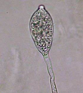 Sporangium of Phytophthora Infestans