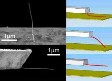 'Sticky nanotubes' hold key to future technologies