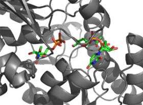 Structural study of anthrax yields new antibiotic target