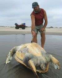 Study finds high mortality of endangered loggerhead sea turtles in Baja California
