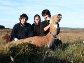 Study of guanacos launched in Chile