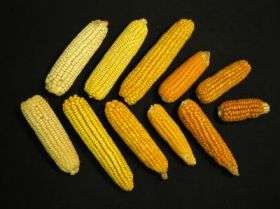 Team finds an economical way to boost the vitamin A content of maize