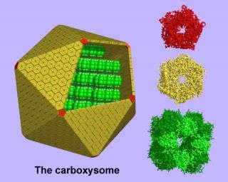 The carboxysome