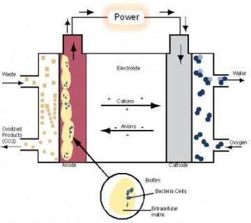 The Inner Life of a Microbial Fuel Cell
