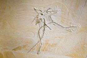 The Thermopolis Archaeopteryx Fossil