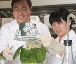 Tobacco plants may provide virus cure