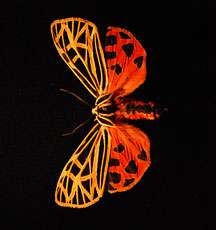 To survive, tiger moths are bright for birds, click for bats