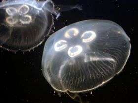 Touching research: To improve robots, researcher eyes jellyfish