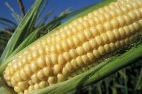 Toward a healthier food for Fido: Corn provides promising fiber alternative