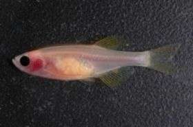 Transparent fish to make human biology clearer