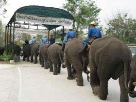 Uncertain future for elephants of Thailand