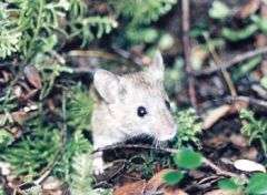 Viking mice tell tales of British Isles