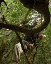 Vine invasion? Ecologist looks at coexistence of trees and lianas