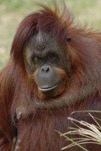 Whistling Orangutan