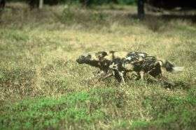 Wild dogs reveal nature's 'poverty trap'