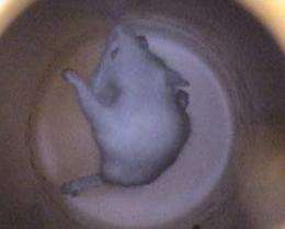 Mice Levitated for Space Research