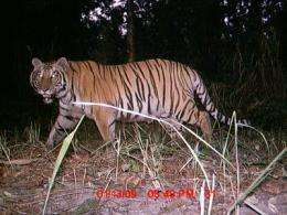 121 breeding tigers estimated to be found in Nepal