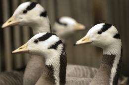 Invigorated muscle structure allows geese to brave the Himalayas: research