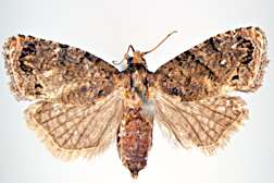 ARS Scientists Help Fight Damaging Moth in Africa