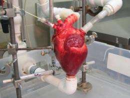'Beating' heart machine expedites research and development of new surgical tools, techniques