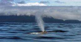 Blue whales returning to former Alaska waters (AP)