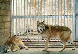 Cloned female wolfs, named Snuwolf (from the Seoul National University wolf) and Snuwolffy, are seen in Seoul