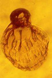 Diuscovery in amber reveals ancient biology of termites