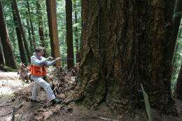 Douglas-fir, geoducks make strange bedfellows in studying climate change