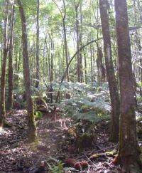 Exotic timber plantations found to use more than twice the water of native forests
