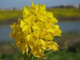 Flax and yellow flowers can produce bioethanol