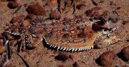 For horned lizard, horns alone do not make the species