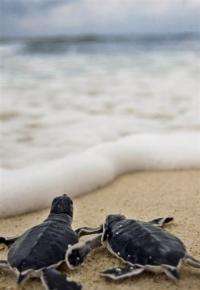 Green sea turtles (Chelonia mydas) head to the sea just after hatching.