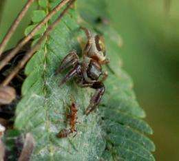 Herbivory discovered in a spider