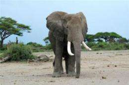 Kenya's national parks not free from wildlife declines