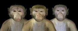 Like humans, monkeys fall into the 'uncanny valley'