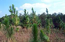 Long-Term Effects of Carbon Dioxide on Plants Studied by ARS