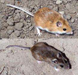 Mice living in sandy hills quickly evolved lighter coloration