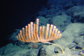 New deep-sea coral discovered