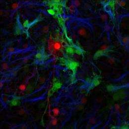 On your last nerve: NC State researchers advance understanding of stem cells