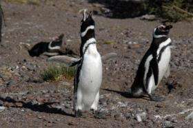 Penguins marching into trouble